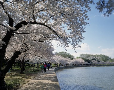 Cherry Blossoms at the Tidal Basin, Washington D.C.